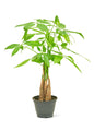 Braided Money Tree, Small