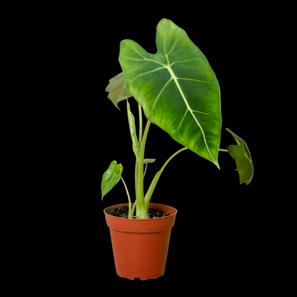 Alocasia Micholitziana 'Frydek'