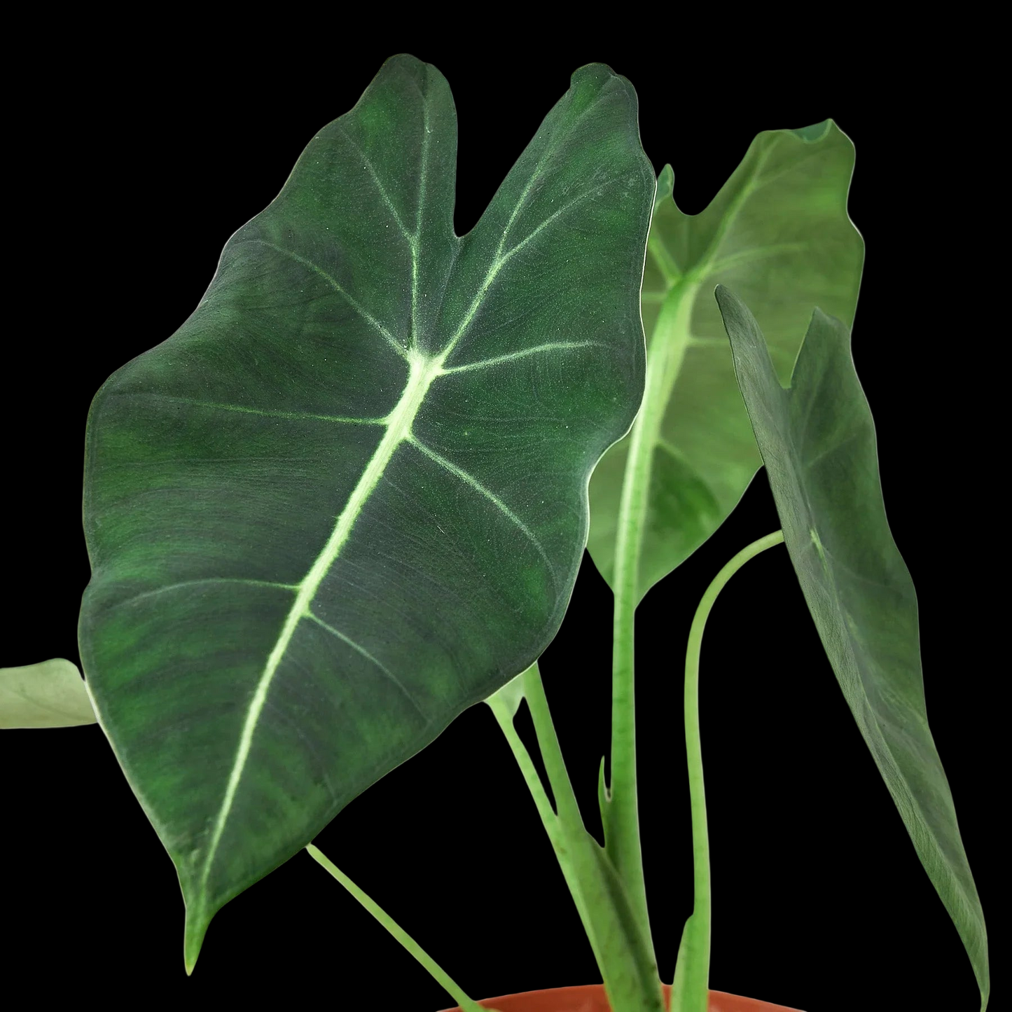 Alocasia Micholitziana 'Frydek'
