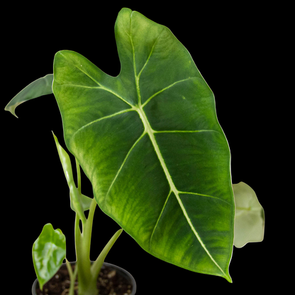 Alocasia Micholitziana 'Frydek'