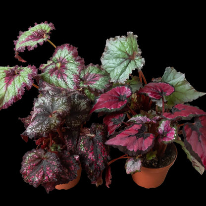 Begonia 'Rex' - 4 Pack Variety