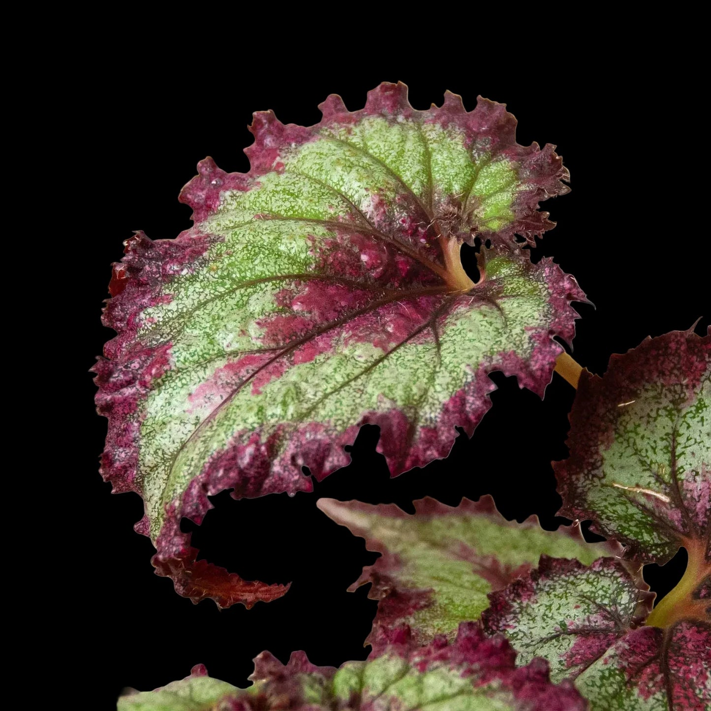 Begonia 'Rex' - 4 Pack Variety