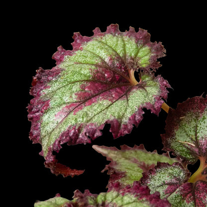 Begonia 'Rex' - 4 Pack Variety