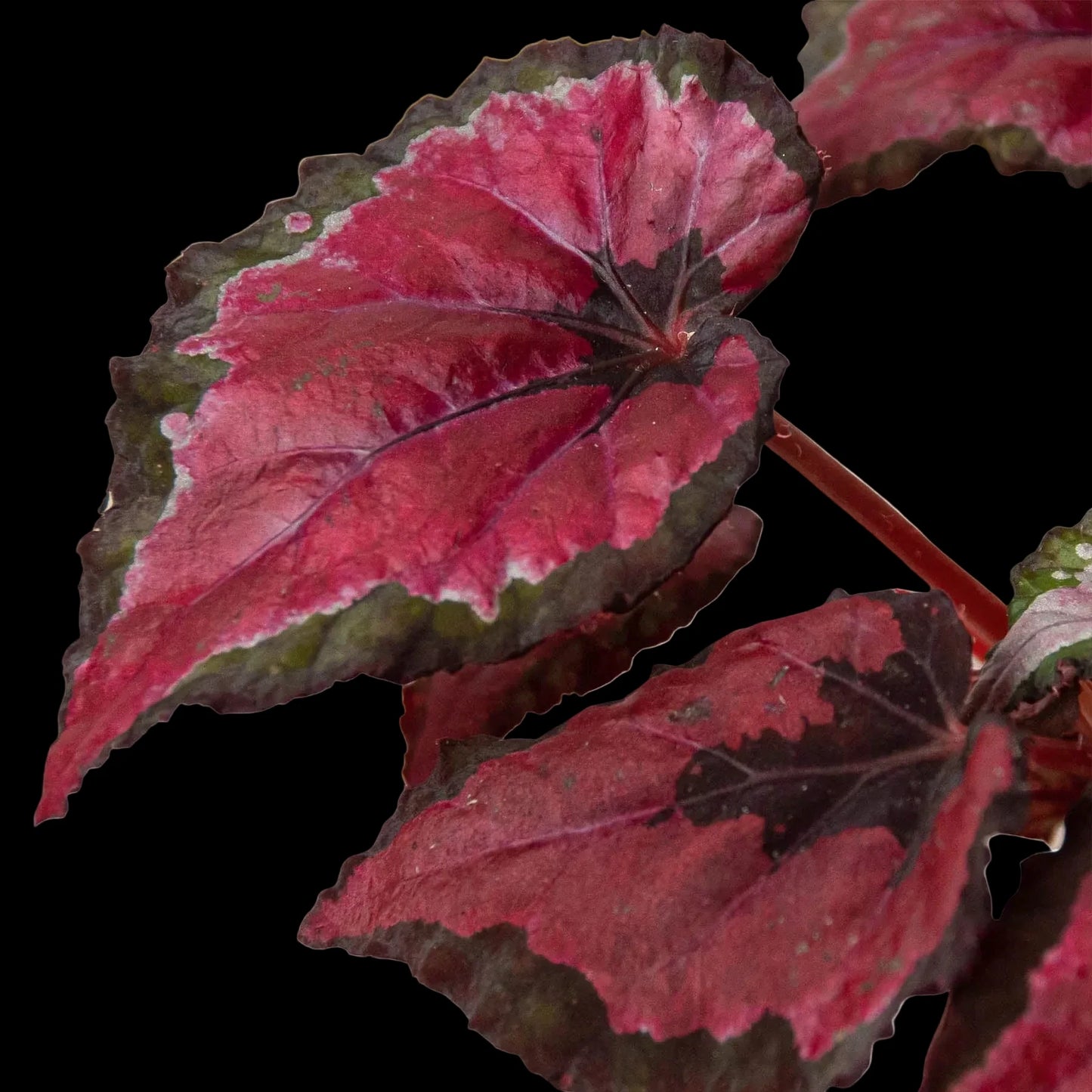 Begonia 'Rex' - 4 Pack Variety