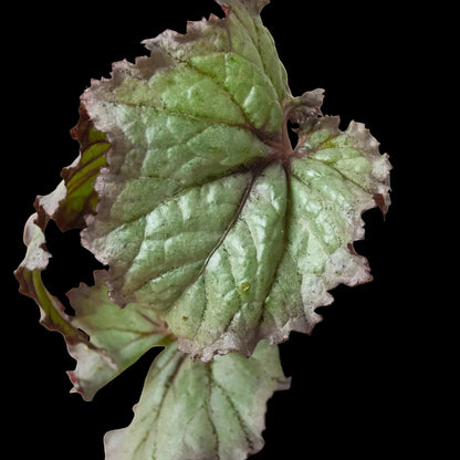 Begonia 'Rex' - 4 Pack Variety