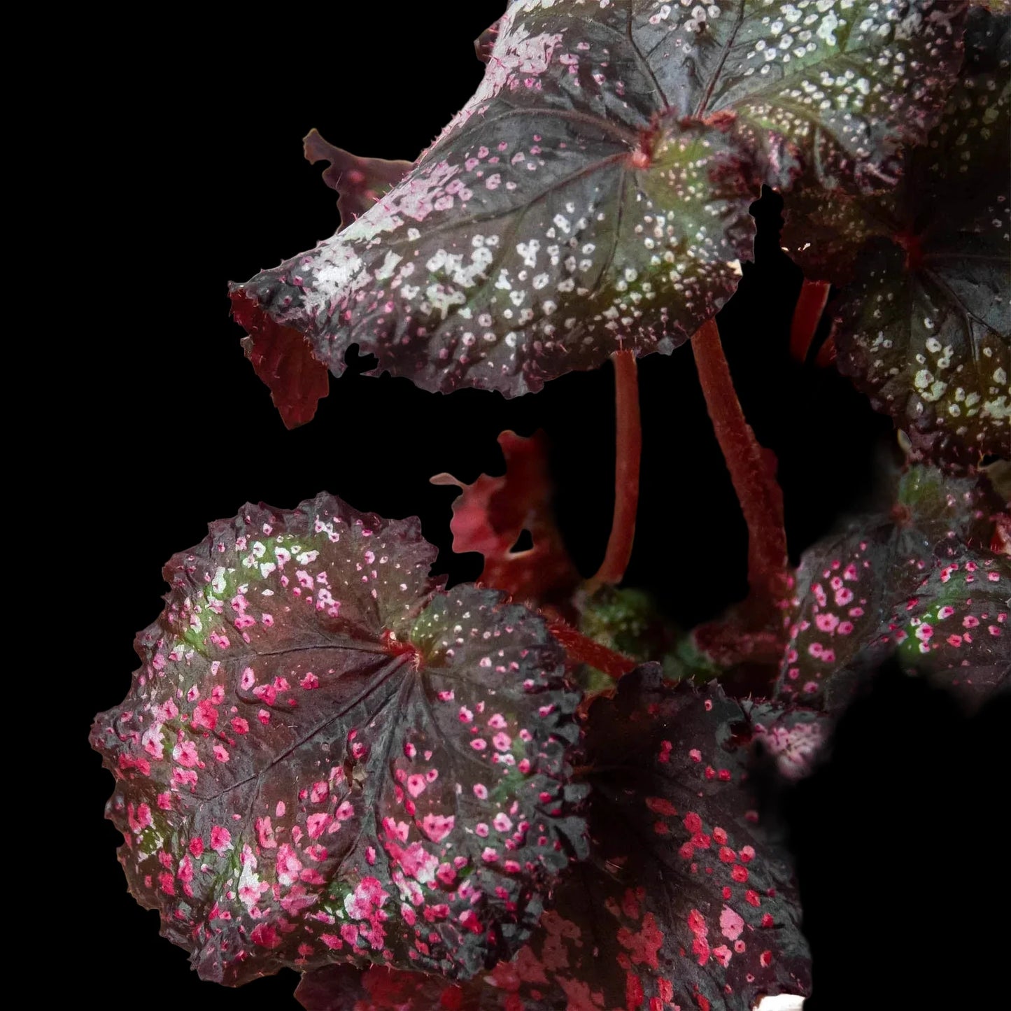 Begonia 'Rex' - 4 Pack Variety