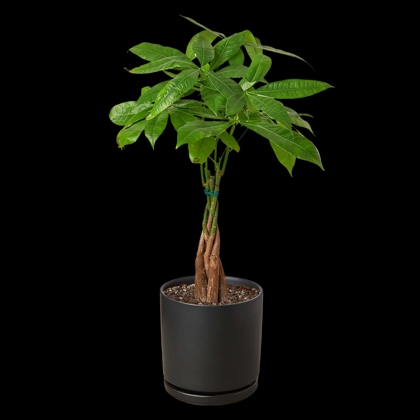 Money Tree 'Guiana Chestnut' Pachira Braid