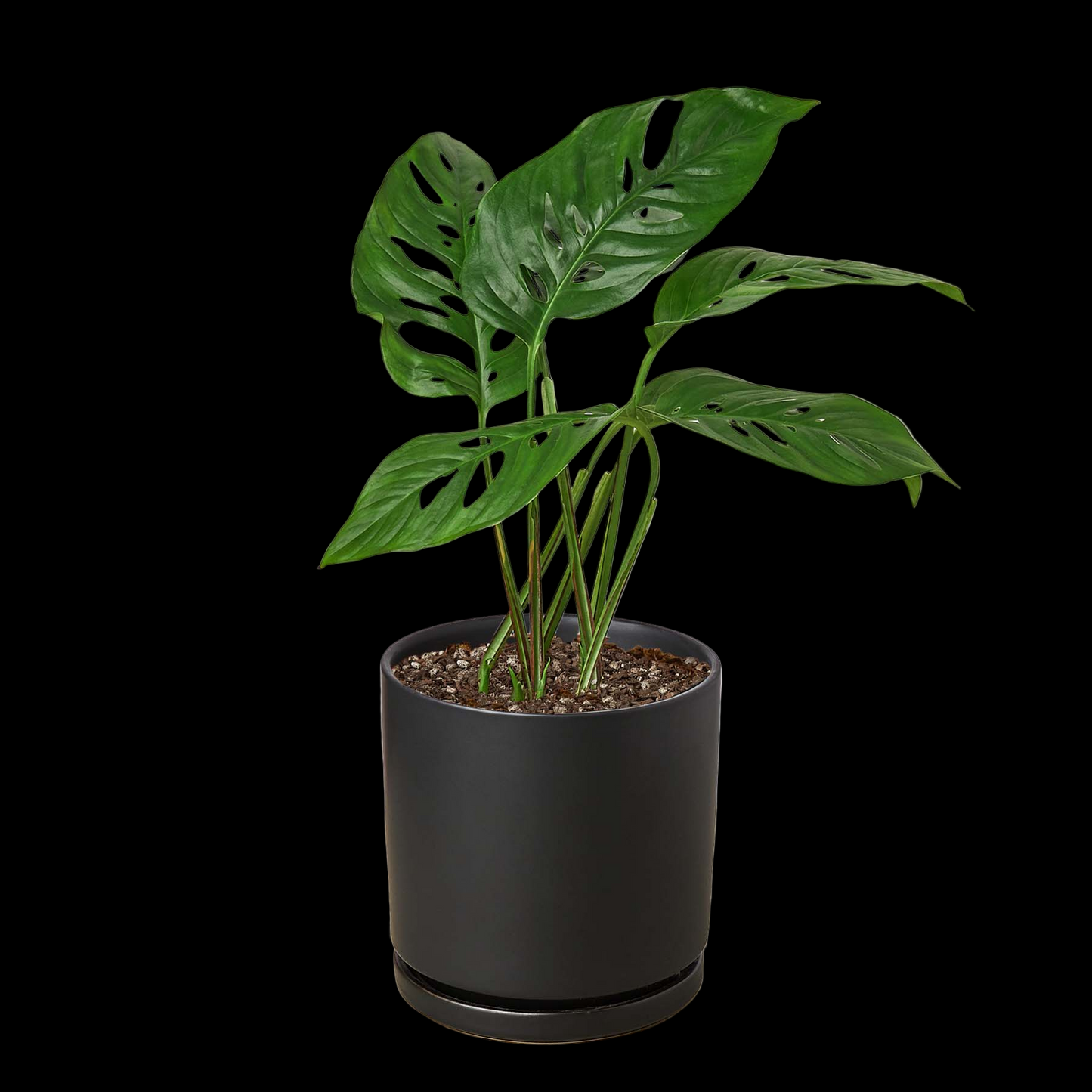 Monstera Adansonii 'Swiss Cheese'