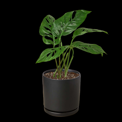 Monstera Adansonii 'Swiss Cheese'
