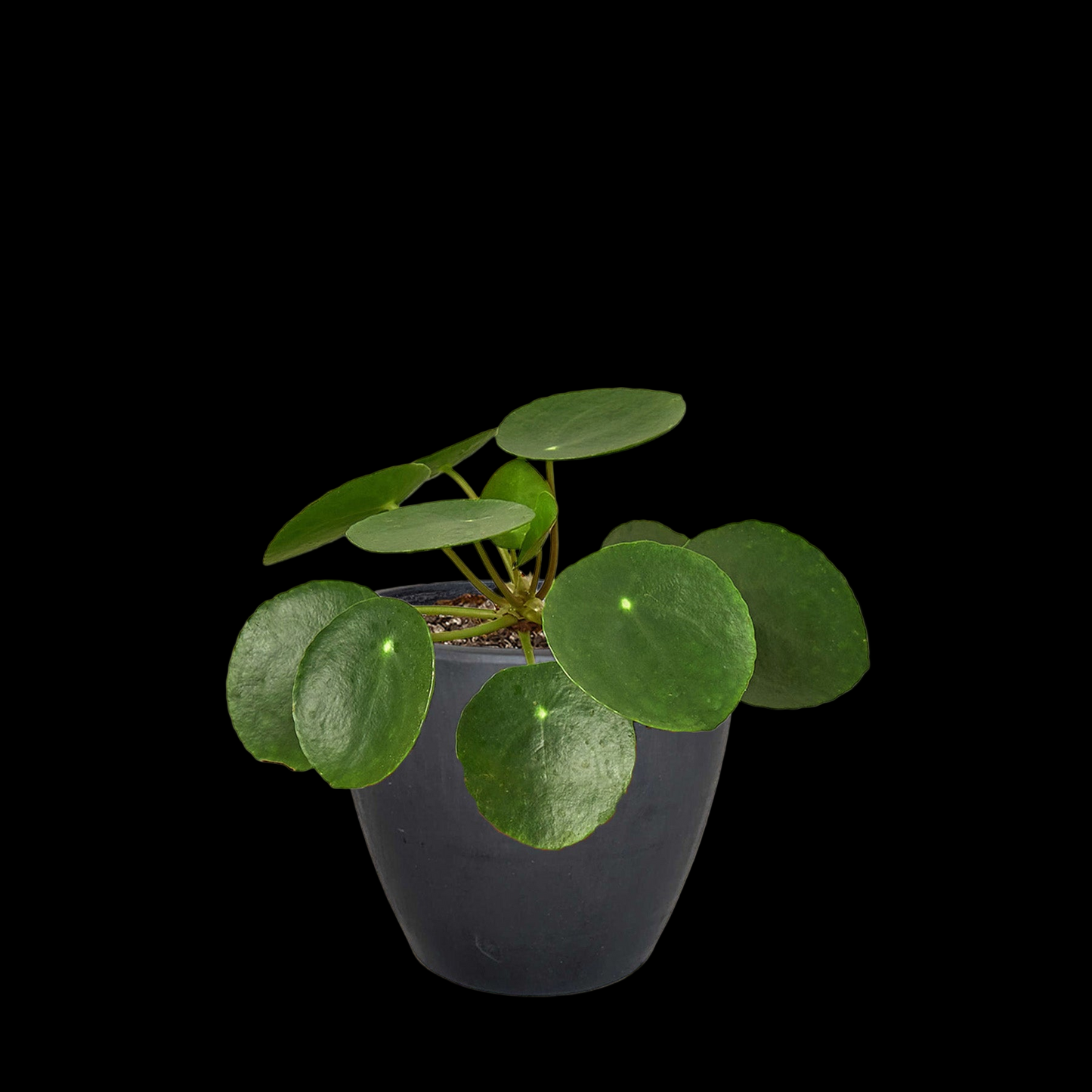 Pilea Peperomioides 'Chinese Money'