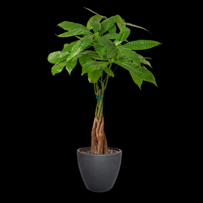 Money Tree 'Guiana Chestnut' Pachira Braid