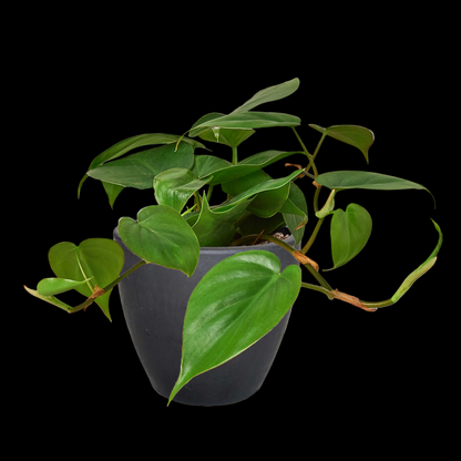 Philodendron Cordatum Heartleaf