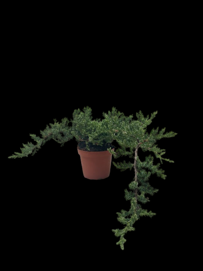Bonsai Juniper