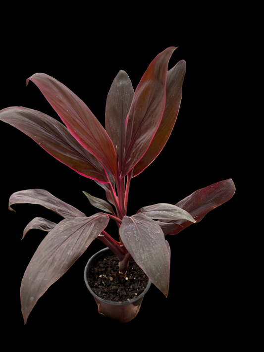 Cordyline 'Calypso Queen'