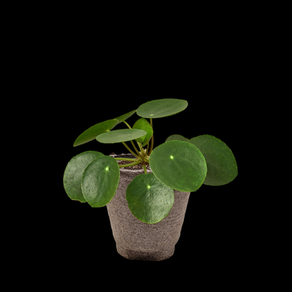 Pilea Peperomioides 'Chinese Money'