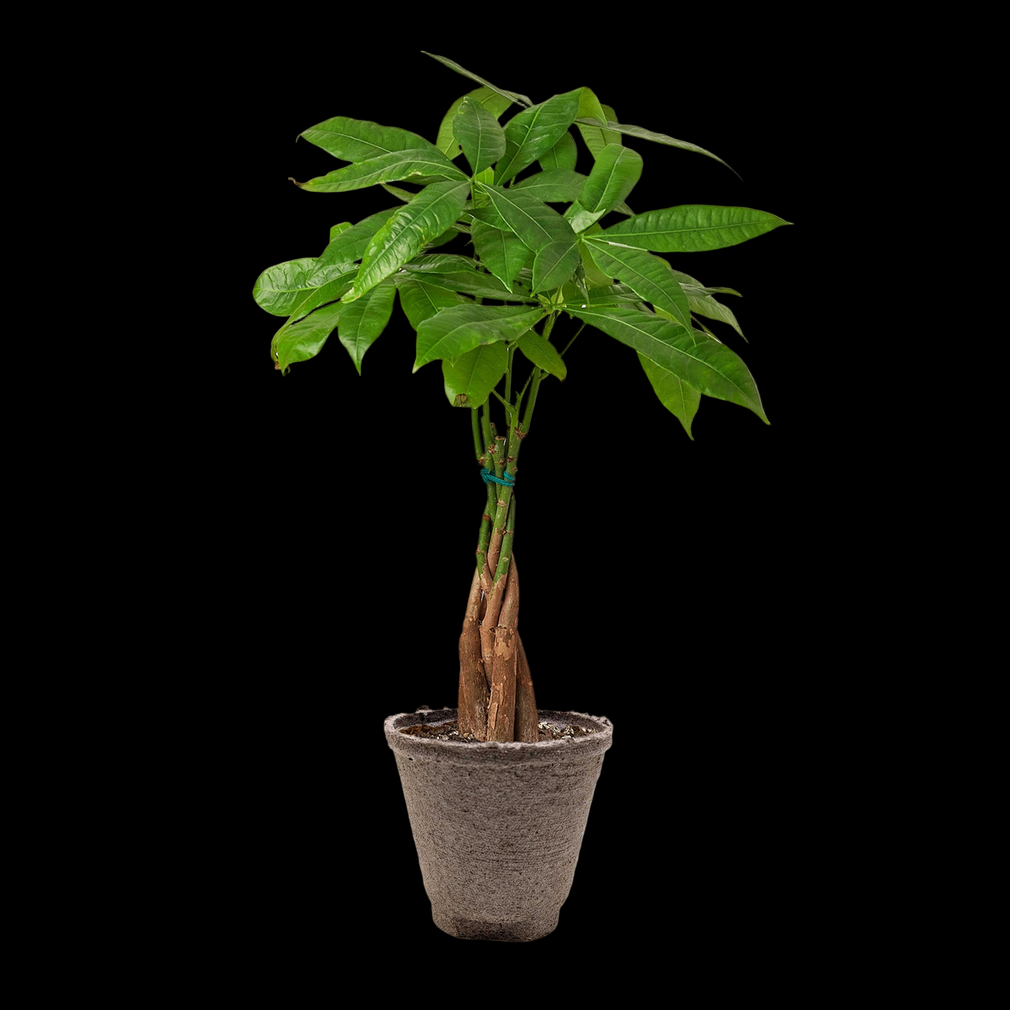 Money Tree 'Guiana Chestnut' Pachira Braid