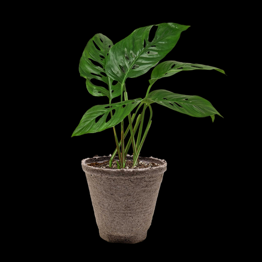 Monstera Adansonii 'Swiss Cheese'