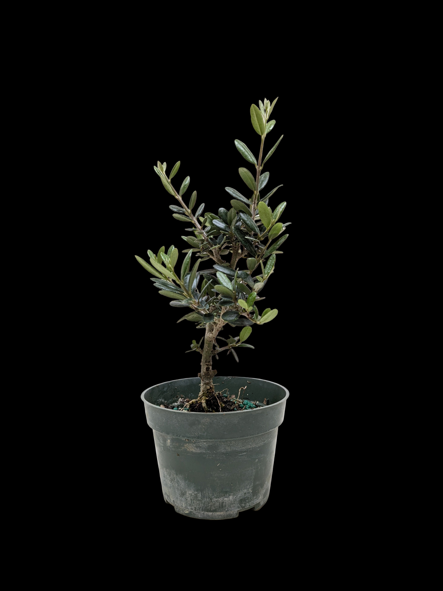 Common Olive Tree (Olea europaea)