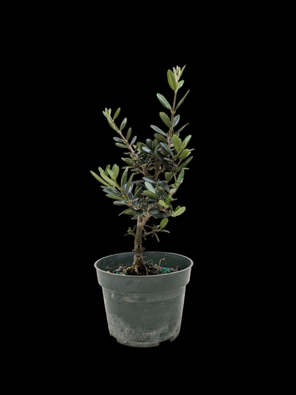 Common Olive Tree (Olea europaea)