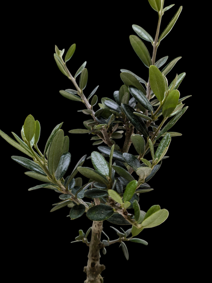 Common Olive Tree (Olea europaea)