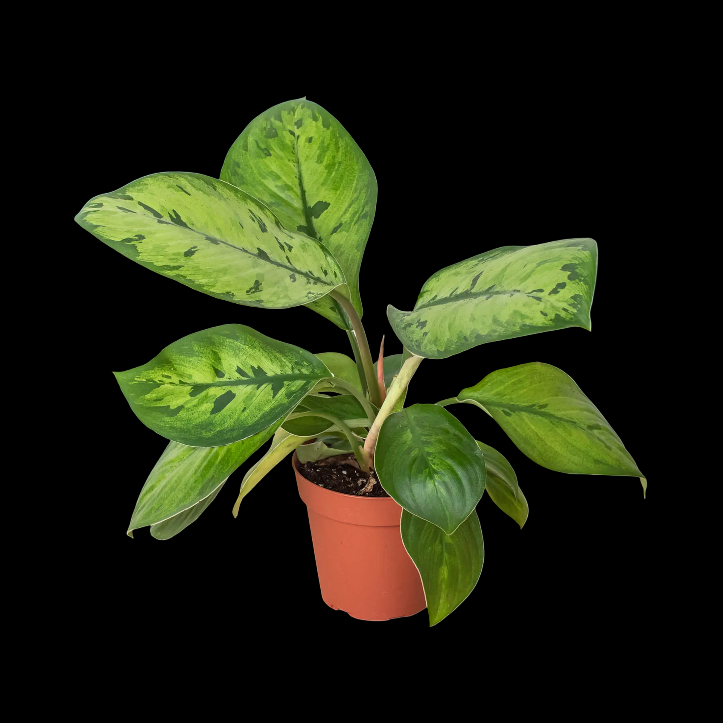 Homalomena 'Selby'