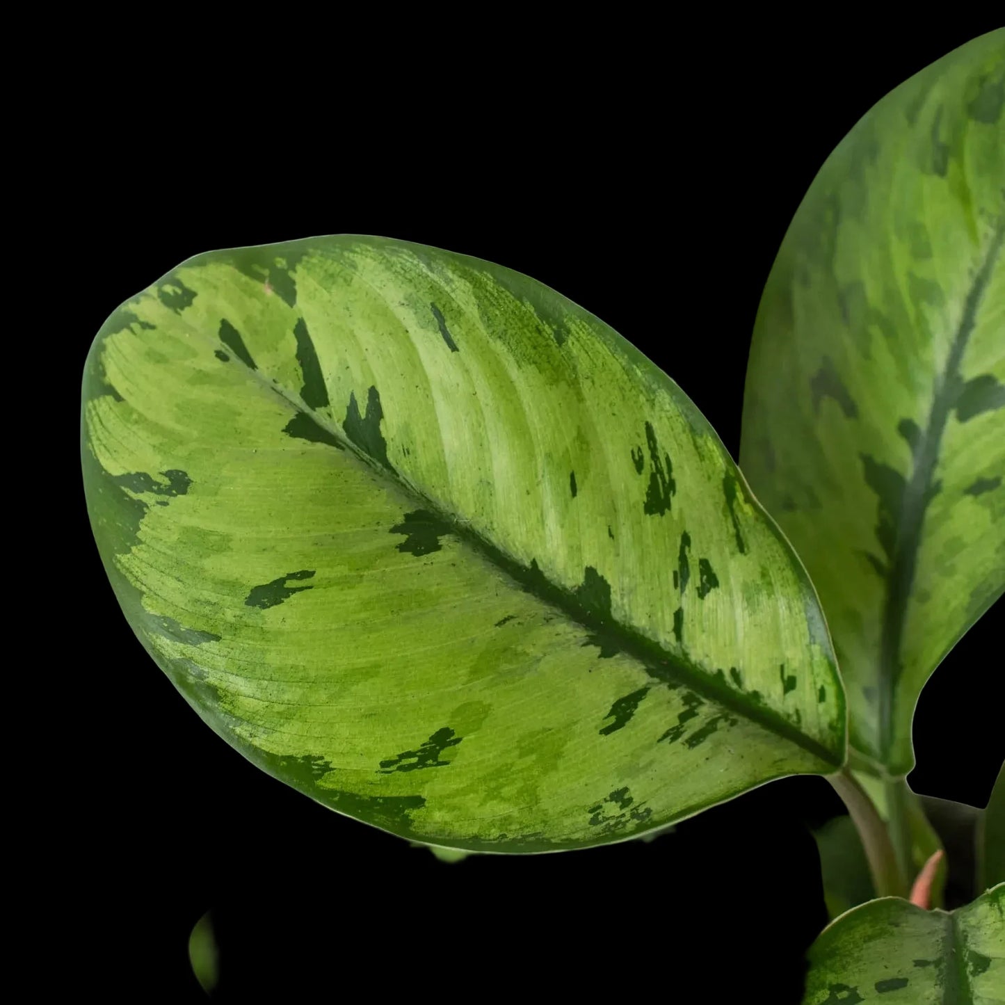 Homalomena 'Selby'