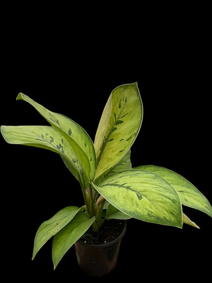 Homalomena 'Selby'