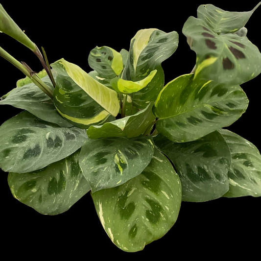 Maranta Variegated 'Beauty Kim'
