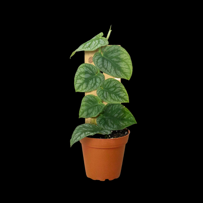 Monstera 'Dubia' (Shingle Plant)