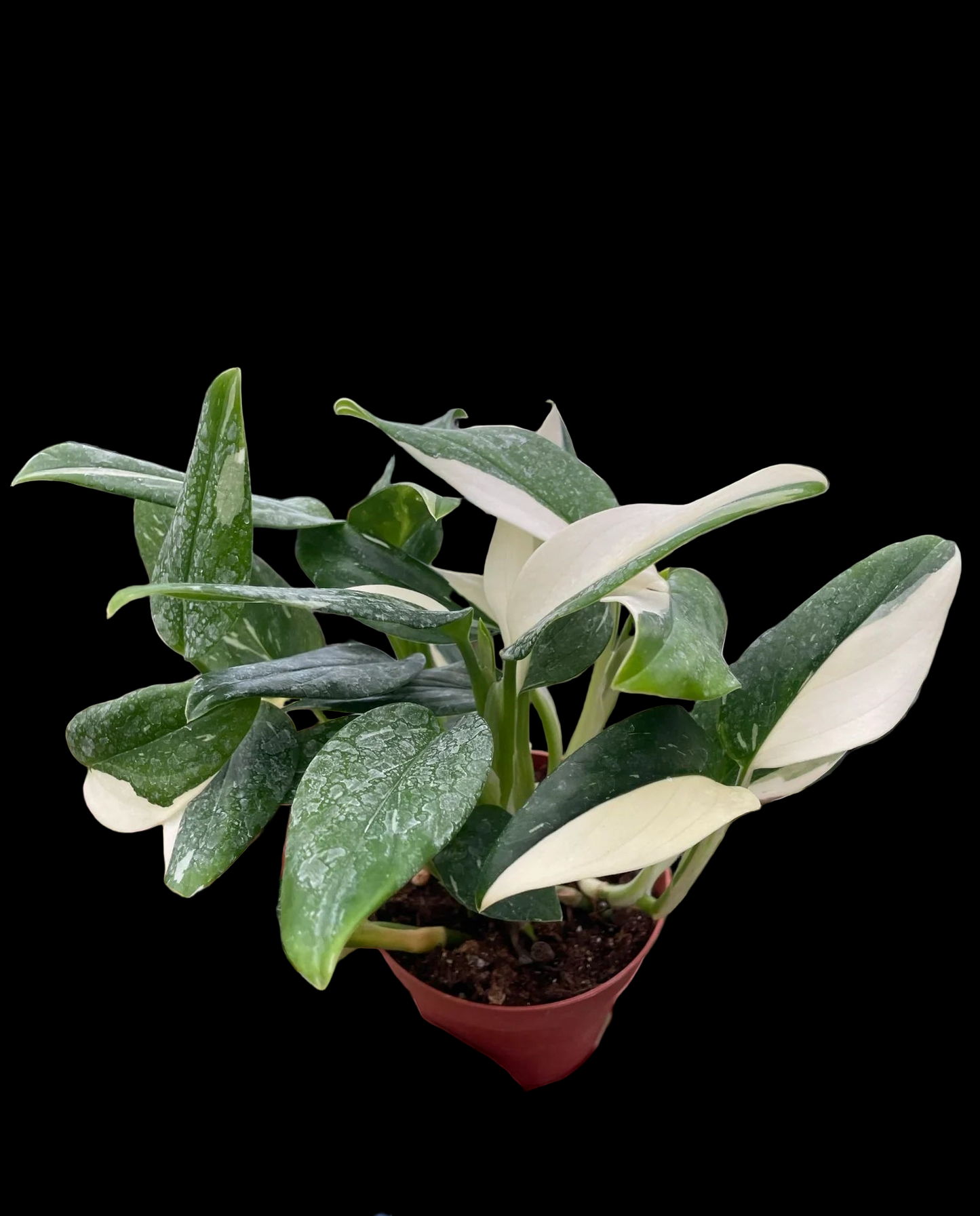 Monstera 'Standeleyana Albo Variegated'