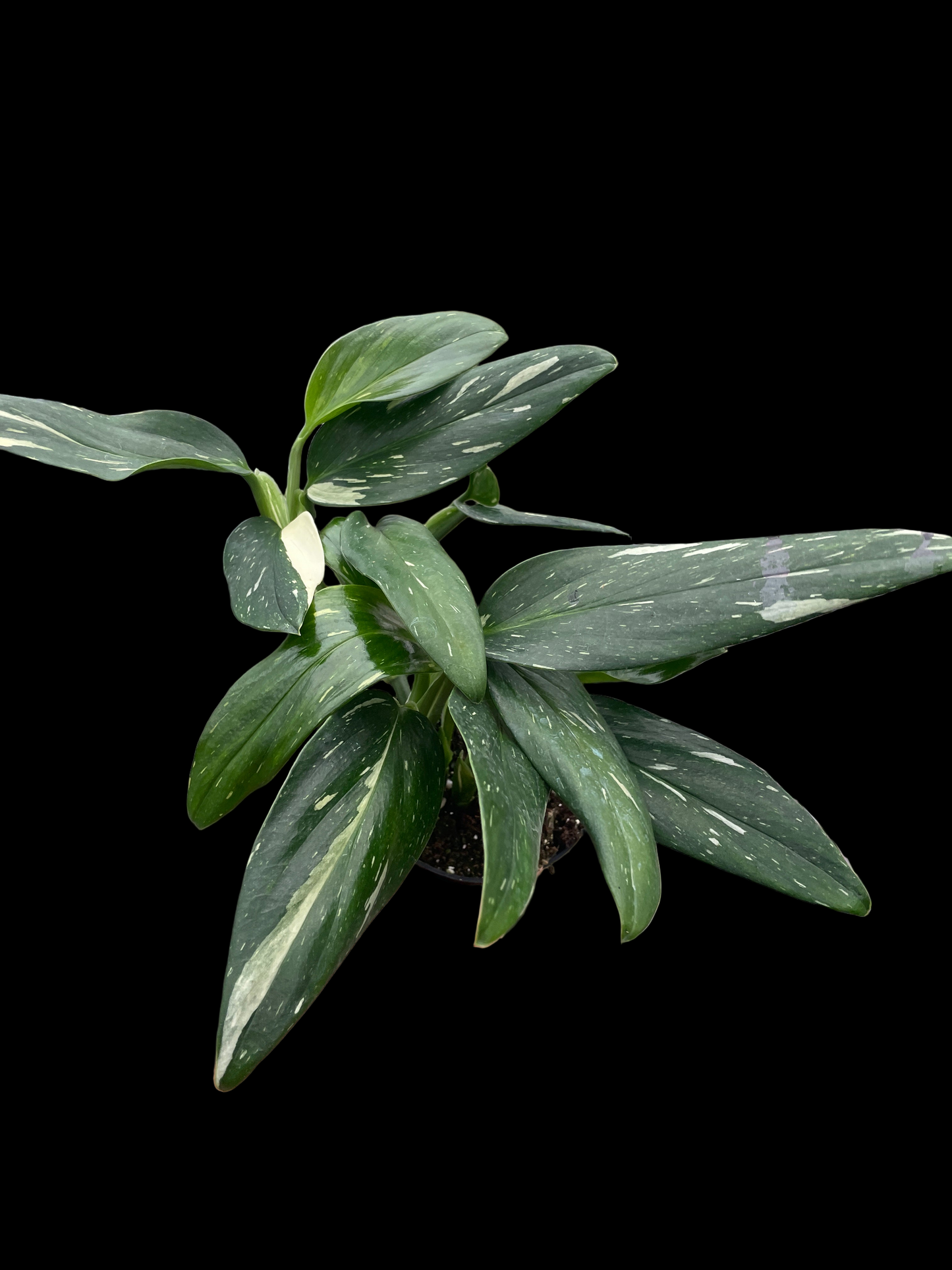 Monstera 'Standeleyana Albo Variegated'