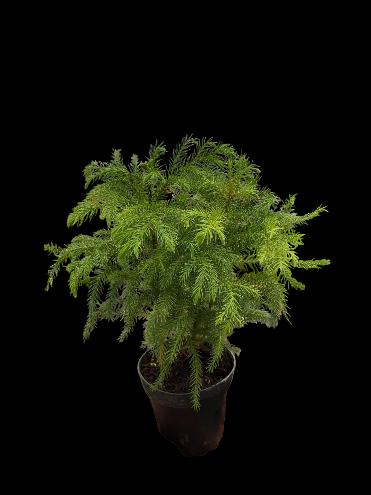 Norfolk 'Island Pine'