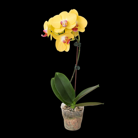Orchid 'Yellow Phalaenopsis'