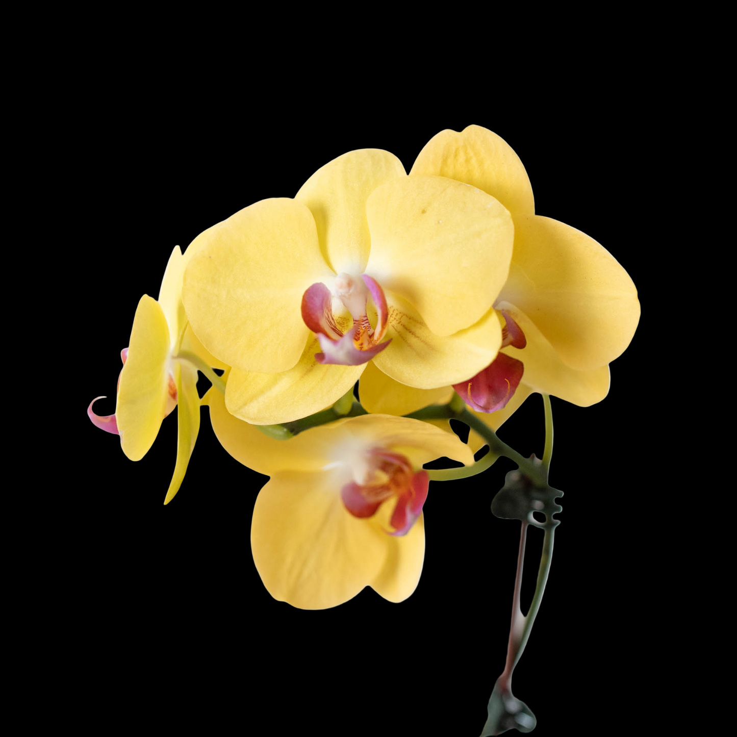 Orchid 'Yellow Phalaenopsis'