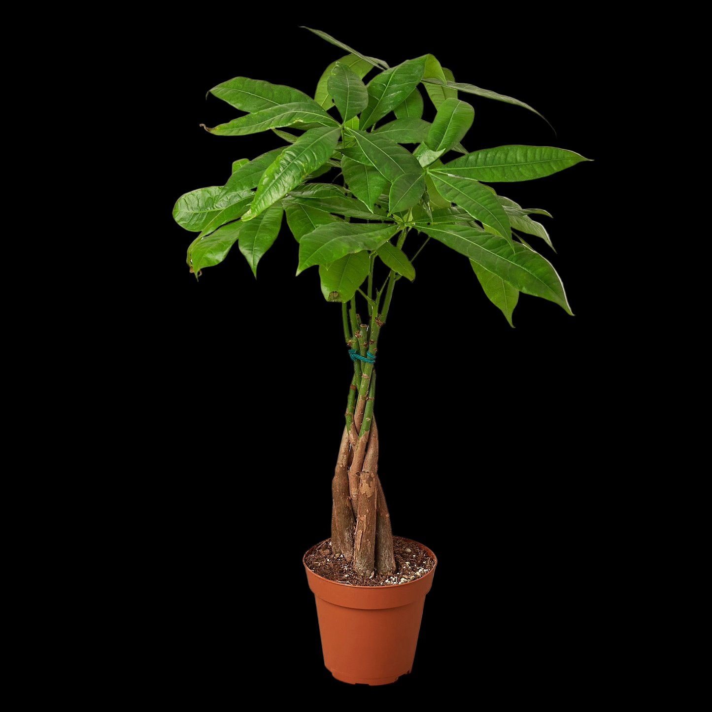 Money Tree 'Guiana Chestnut' Pachira Braid