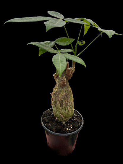 Money Tree 'Guiana Chestnut' Pachira Stump