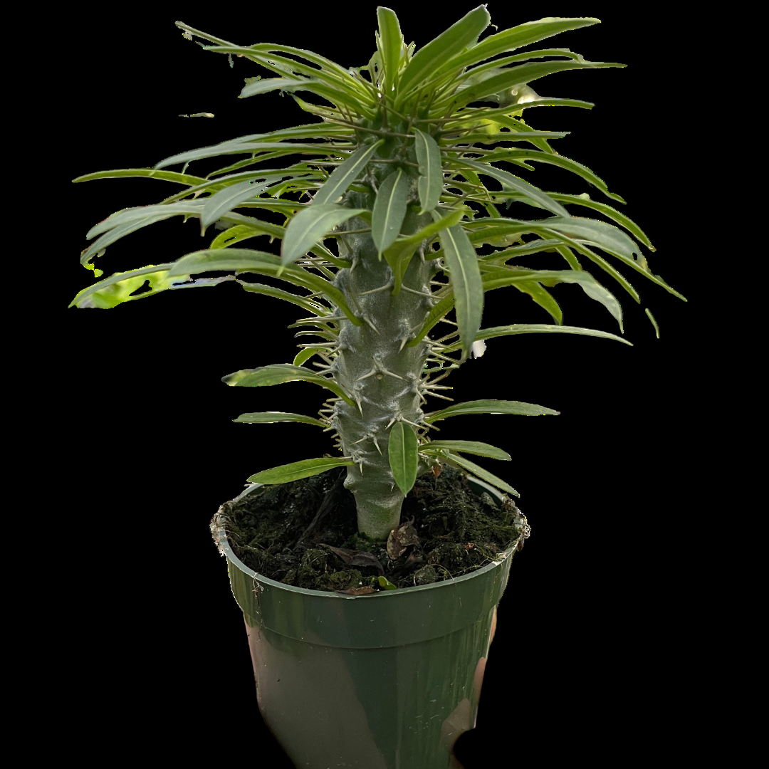 Pachypodium 'lamerei' (Madagascar Palm)