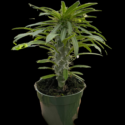 Pachypodium 'lamerei' (Madagascar Palm)