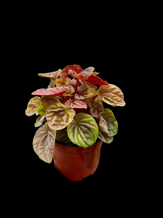 Peperomia 'Quito'