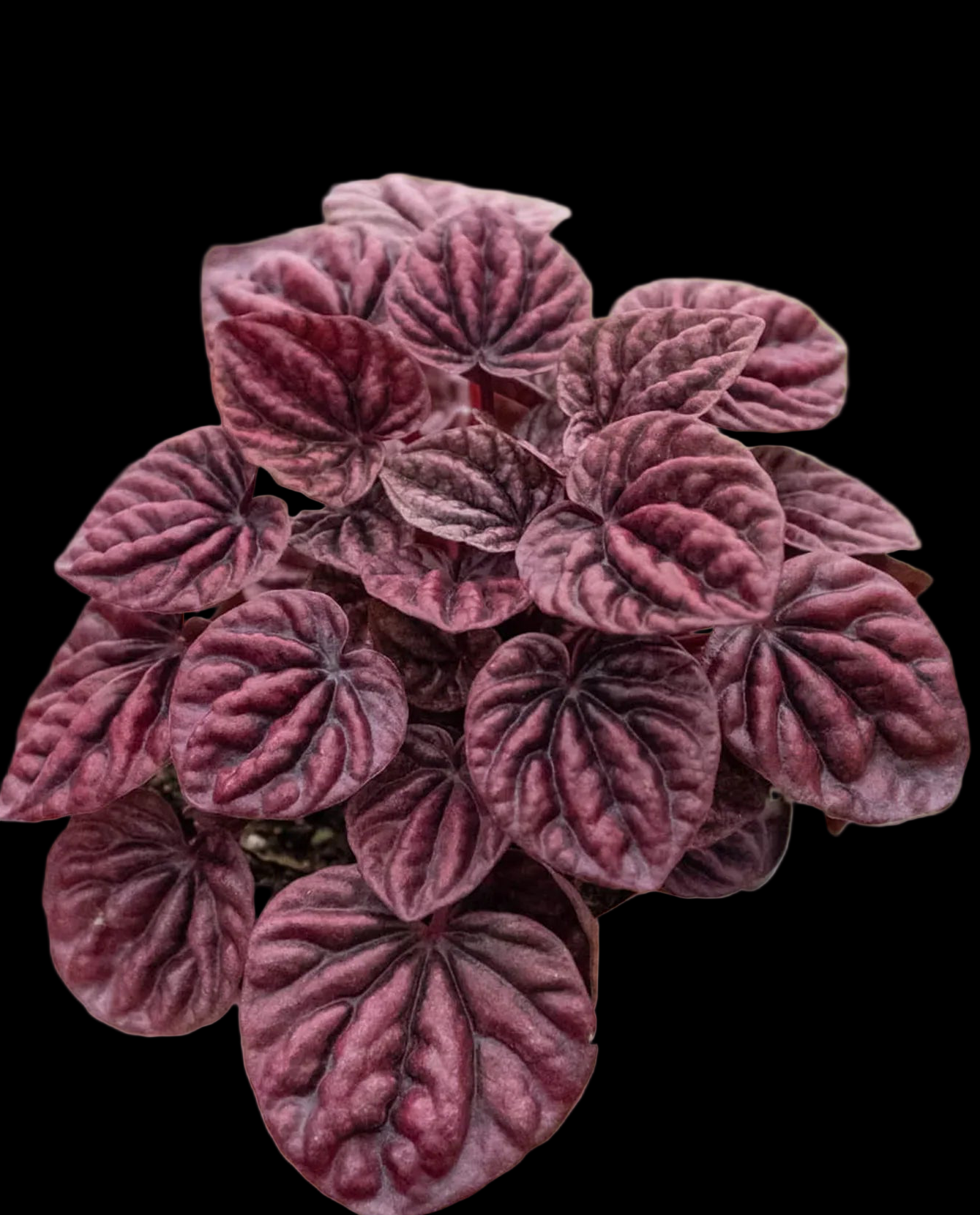 Peperomia 'Ripple Red'
