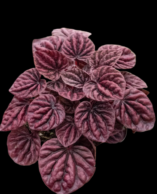 Peperomia 'Ripple Red'