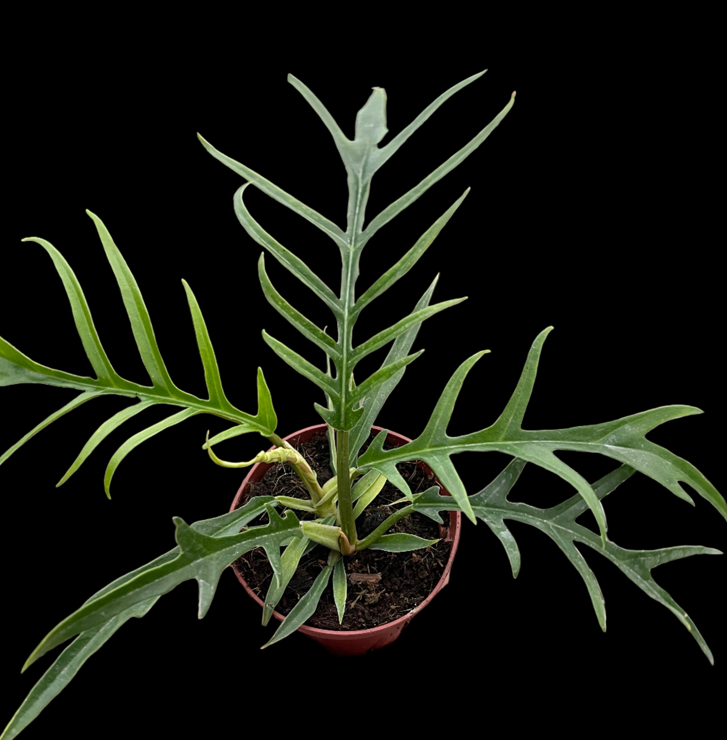 Philodendron 'Tortum'