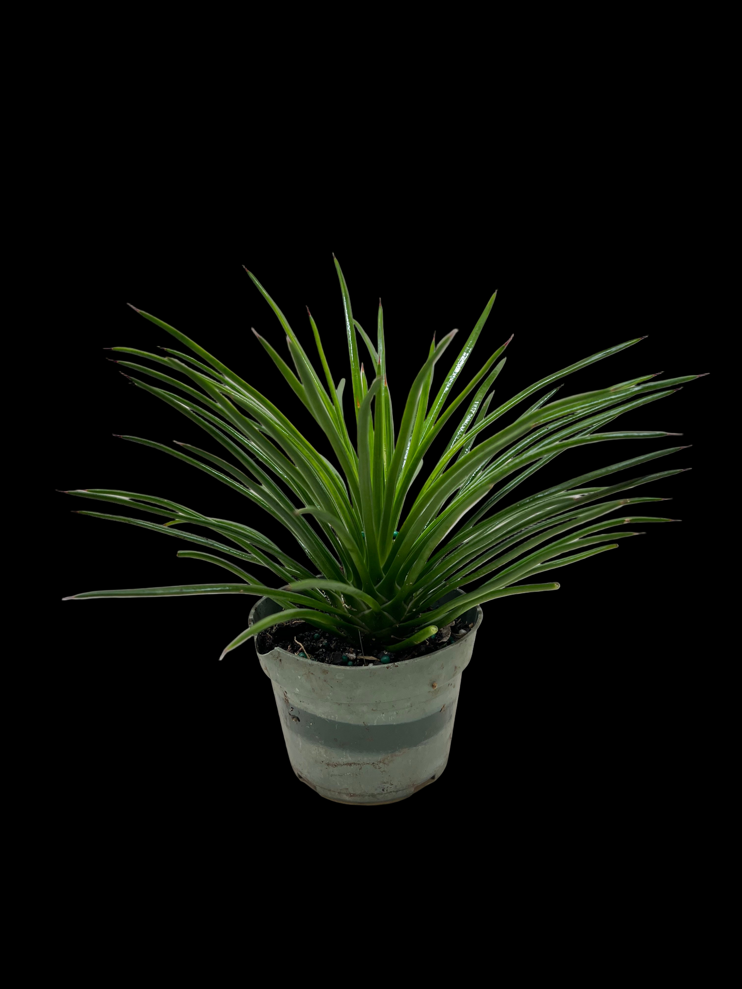 Succulent Agave Twin Flower