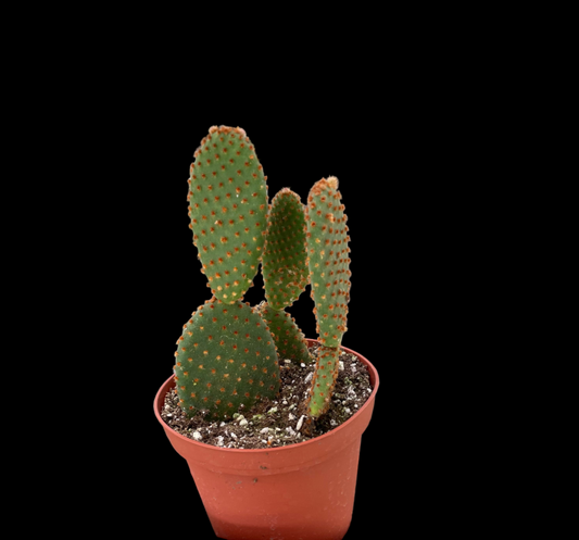 Opuntia 'Microdasys' (Bunny Ear Cactus)