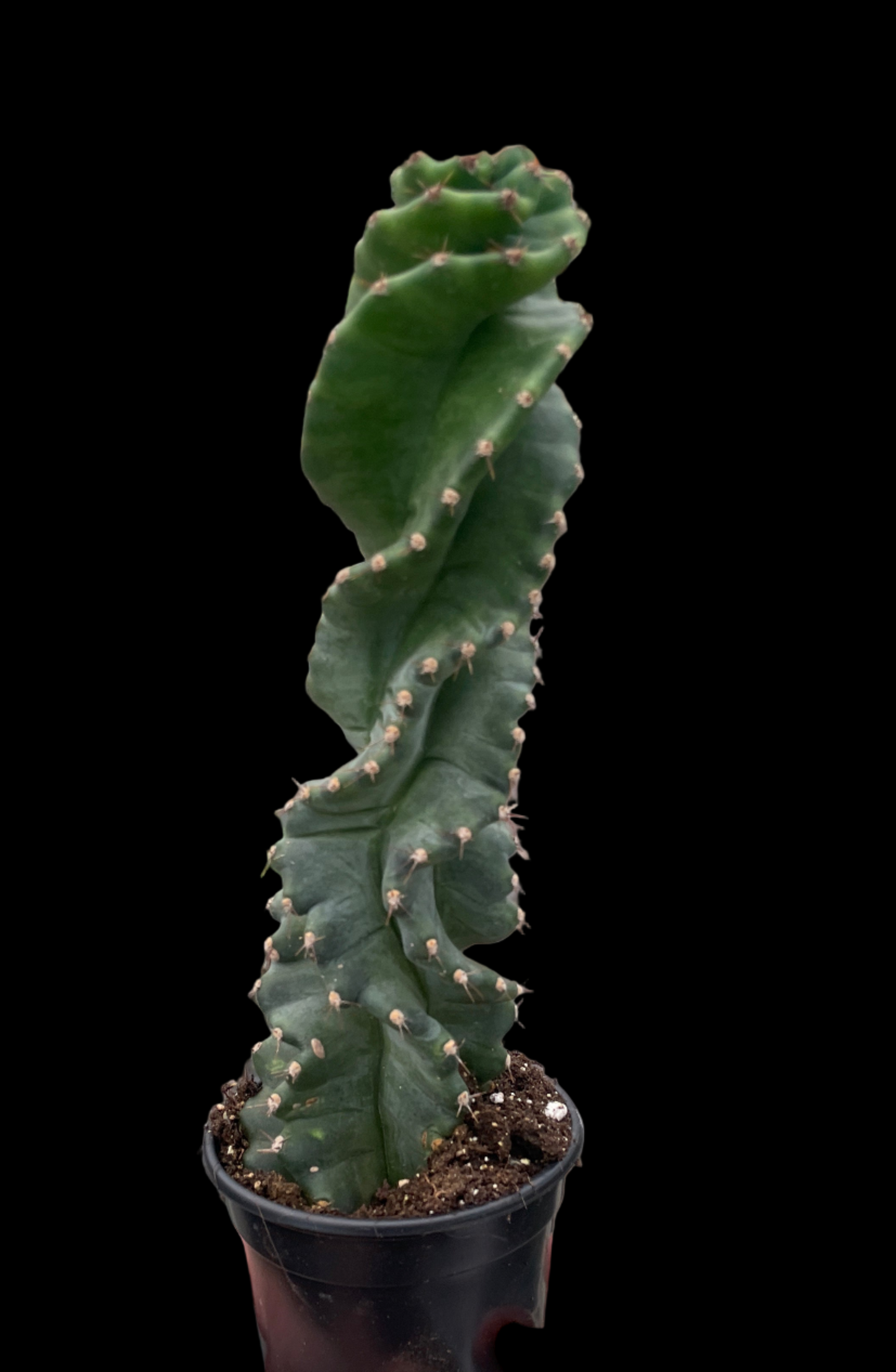 Cereus forbesii 'Spiralis'