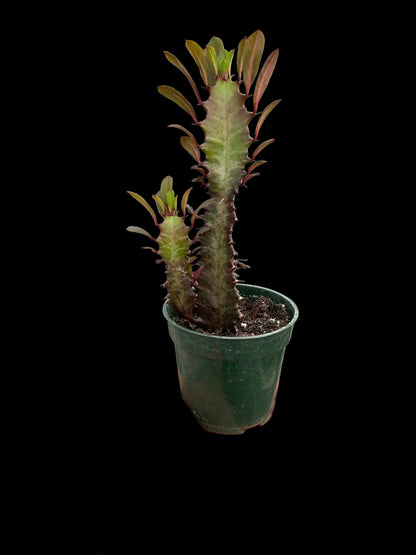 Succulent Euphorbia 'Trigona Rubra'