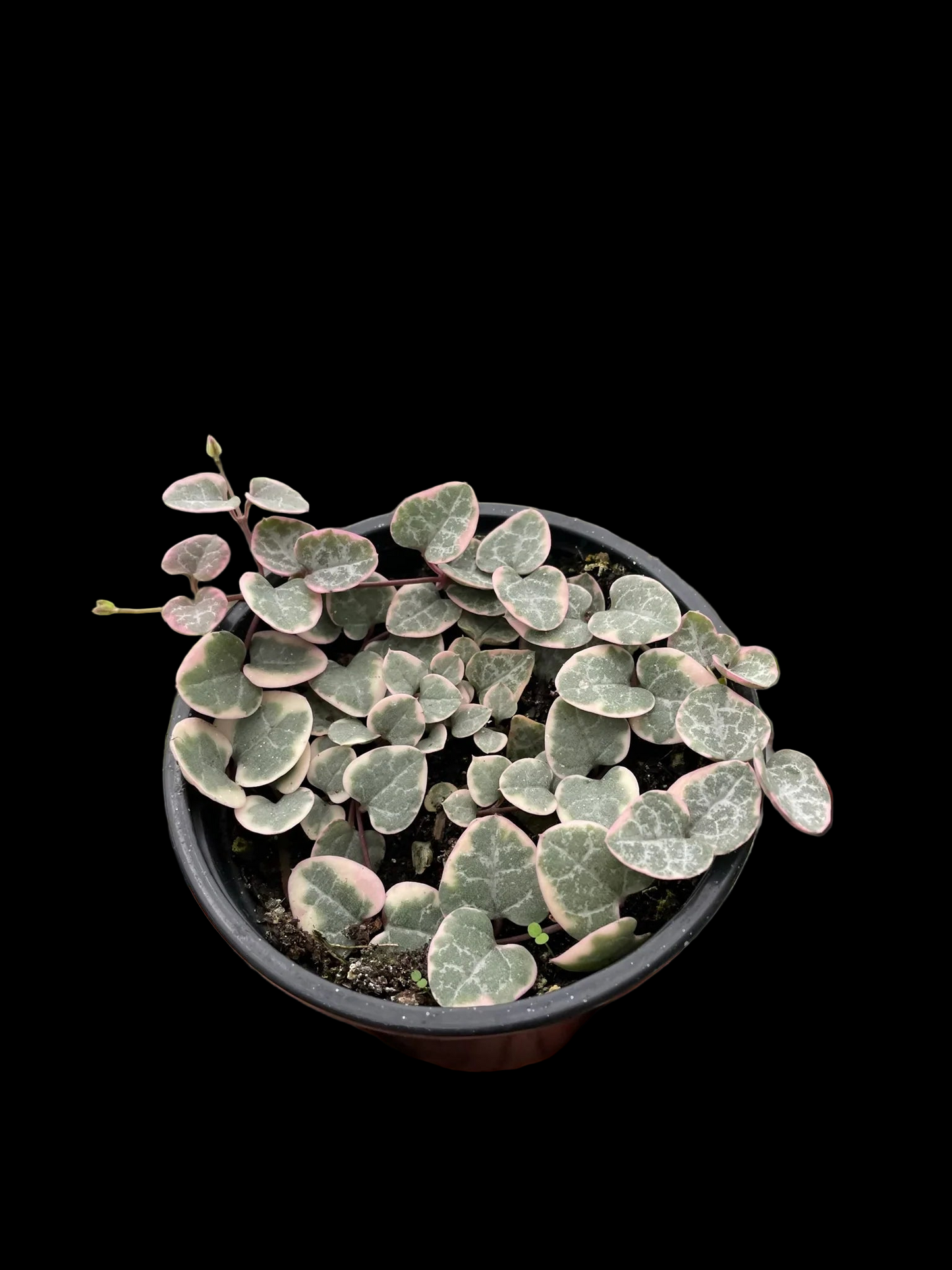 String of Hearts Variegated