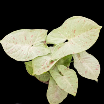 Syngonium 'Milk Confetti'
