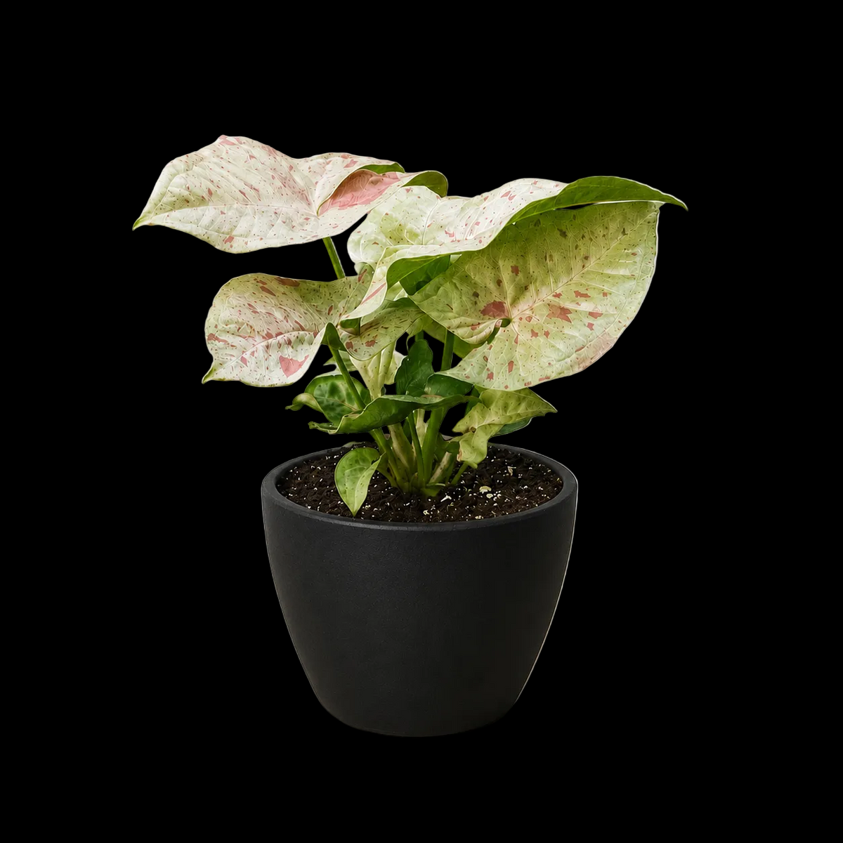 Syngonium 'Milk Confetti'