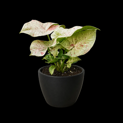 Syngonium 'Milk Confetti'